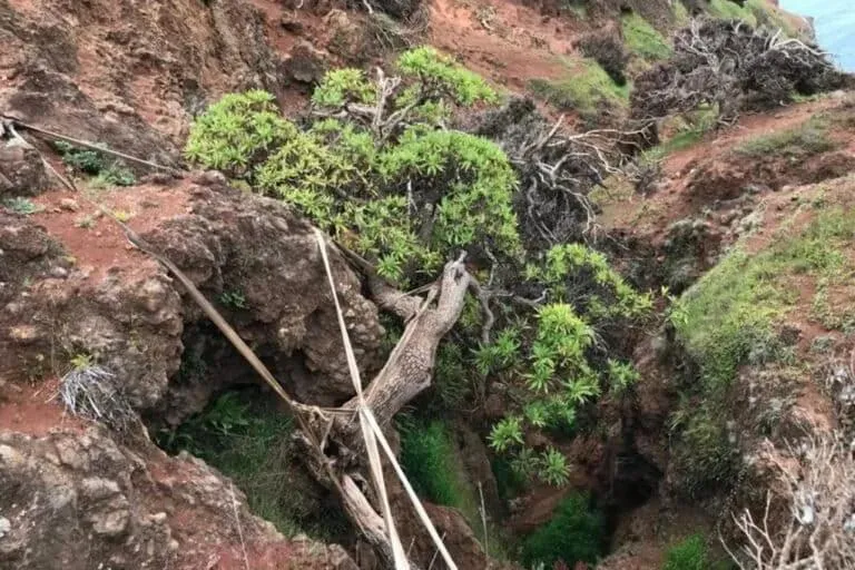 درخت تنهای Dendroseris neriifolia درخت تنهای Dendroseris neriifolia