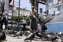 «نور چشم»؛ کبوتر وفادار مشهدی که وقتی صاحبش مریض شد دیگر پرواز نکرد و از غصه مُرد!