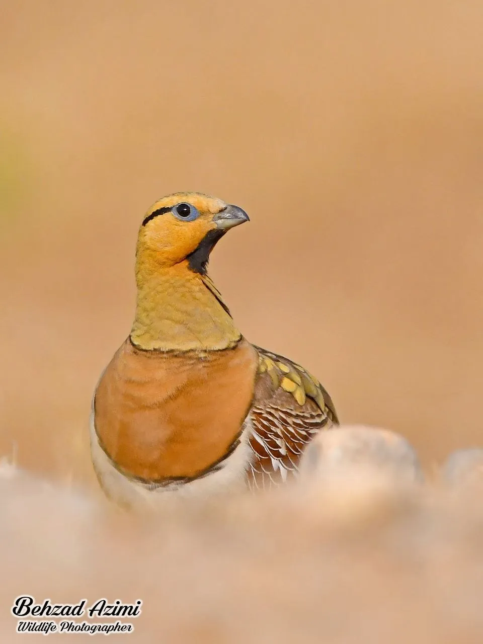 باقرقره شکم سفید