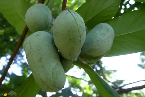 پاوپاو؛ میوه معروف به «موز آمریکایی» با طعمی شبیه موز و انبه که گل‌هایش بوی گوشت فاسد می‌دهند و حشرات لاشخور را جذب می‌کنند