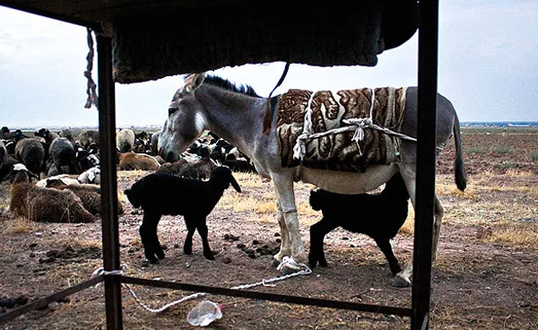 یک الاغ ماده و مراقبت از دو بره کوچک