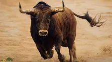 (ویدئو) تصاویری عجیب از حمله یک گاو خشمگین به یک خودرو!