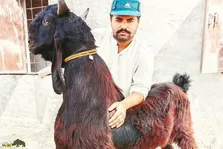 (ویدئو) بز رقاصِ ناچی؛ فیلمی شگفت‌انگیز از رقصیدن بز ناچی در پاکستان را ببینید!