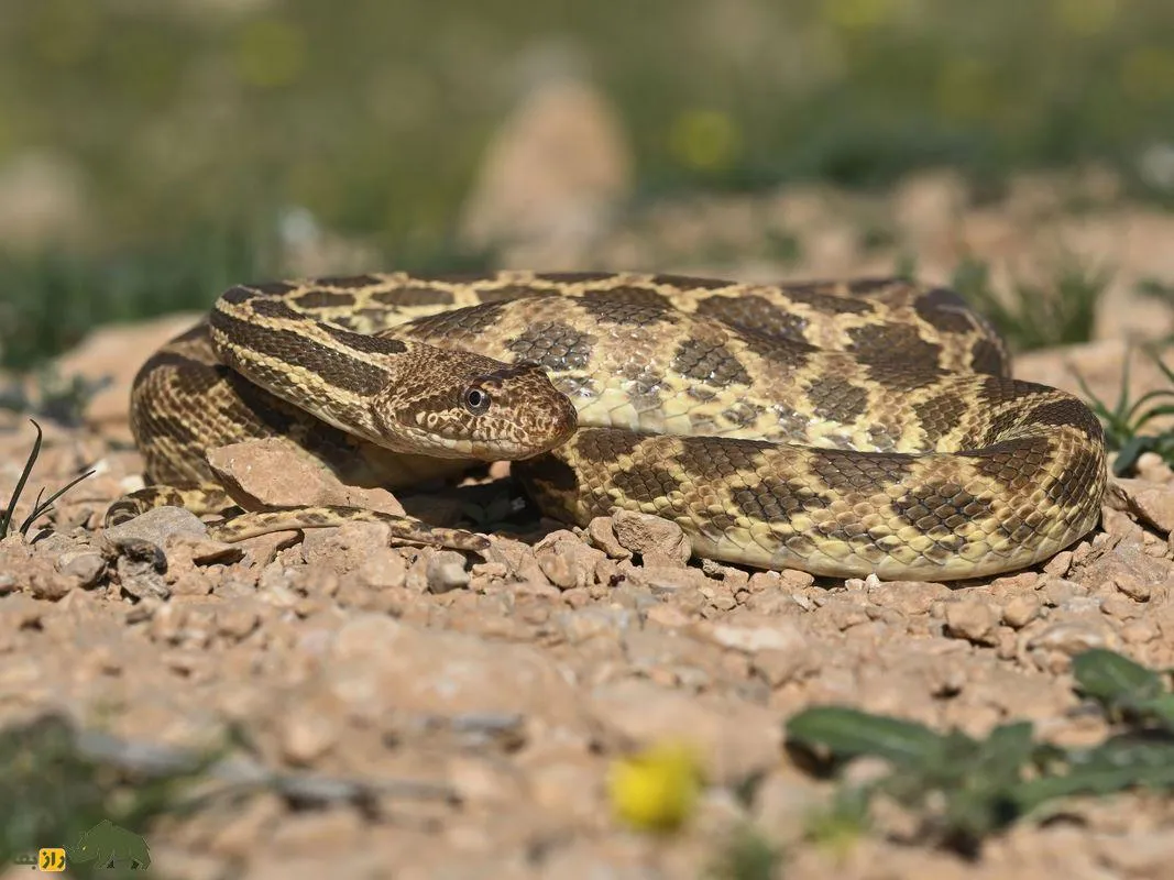مار مار