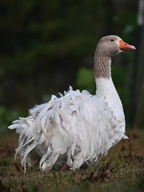 غاز فرفری Sebastopol goose غاز فرفری Sebastopol goose