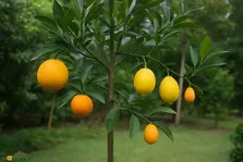 درخت سالاد میوه؛ چگونه با پیوند مرکبات مختلف روی یک تنه پرتقال، لیمو، نارنگی و کوم‌کوات را همزمان داشته باشیم