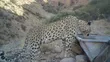 تصویر جدید از پلنگ ماده منطقه سفید کوه دماوند؛ «پریزاد» دیده شد