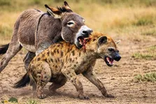 ویدئو | الاغ قوی است یا کفتار و در جنگ تن به تن این دو حیوان کدام یک پیروز خواهد شد؟