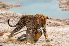 (ویدئو) پرش چند متری یک جگوار از بالای درخت و شکار آهو در حضور میمون‌ها