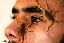 زهر مار و عقرب؛ از داروی فشار خون تا درمان اختلال جنسی!