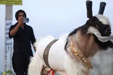 ویدئو | رقص عجیب بز پاکستانی با آهنگ هندی و چند گردنبد طلا و صورت و شاخ آرایش شده!