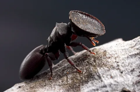 مورچه لاک‌پشتی سرباز؛ مورچه‌هایی که سر دیسکی شکل دارند و نقش یک درب زنده را برای لانه مورچه ایفا می‌کنند