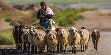 گوسفند کلکوهی؛ گوسفند مناطق محروم ایران که استاد زندگی در بیابان است و پشم و گوشت خوبی دارد!