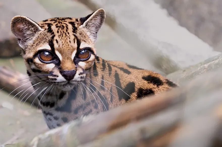 Leopardus tilcayo یا «تیلکایو» Leopardus tilcayo یا «تیلکایو»