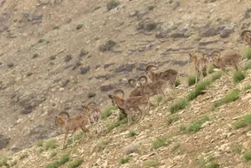 زندگی در ارتفاع ۵۰۰۰ متری ایران چگونه ممکن است؟ چه حیواناتی تا نزدیک قله دماوند می‌روند؟