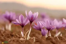 زعفران جوقاسم؛ گیاه خودرو و خوراکی زاگرس که در برف شکوفه می‌دهد و در استان‌های ایلام و کرمانشاه رشد می‌کند