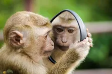 (ویدئو) واکنش جالب و عجیب حیوانات وقتی برای اولین بار خود را در آینه می‌بینند