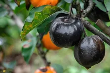 صابون‌میوهٔ سیاه؛ خرمالوی سیاه با طعمی بی‌نظیر که در باغ‌های شمال ایران کاشته می‌شود و درآمد بالایی دارد