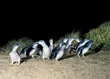 ماجرای واکسیناسیون ۱۰۰۰ پنگوئن؛ عملیات عجیب انسان‌ها برای نجات یک جزیره از ویروس مرگبار