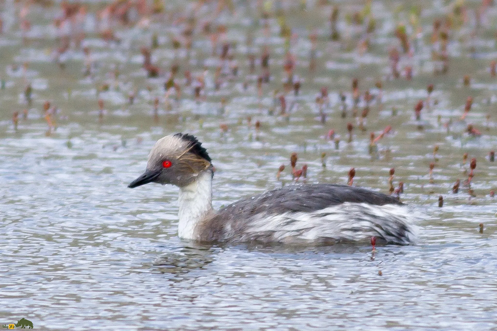 White-tufted grebe(کشیم جقه‌سفید)