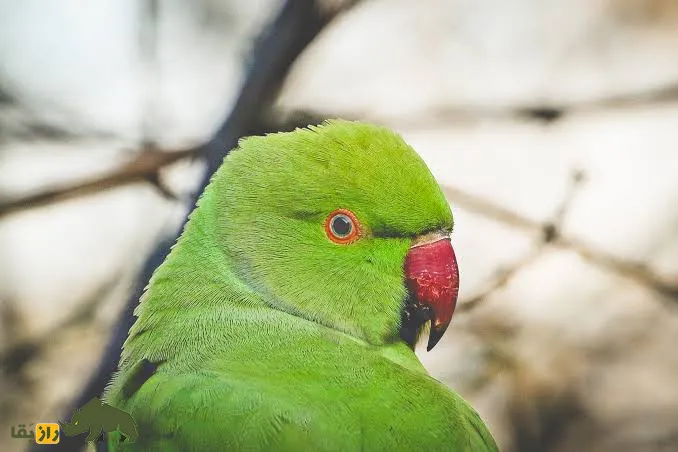 طوطی ملنگو (rose-ringed parakeet) طوطی ملنگو (rose-ringed parakeet)