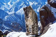(ویدئو) پرت شدن بُزکوهی از روی صخره توسط پلنگ