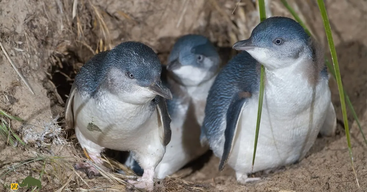 Phillip Island's Little Penguins Phillip Island's Little Penguins