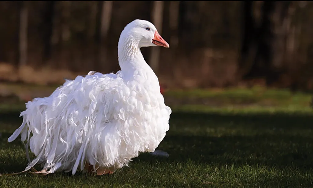 غاز فرفری Sebastopol goose غاز فرفری Sebastopol goose