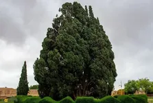 سرو ابرکوه؛ درخت معروف به «درخت زرتشت» که یکی از قدیمی‌ترین موجودات جهان است  و ژاپنی‌ها عمر آن را ۸۰۰۰ سال می‌دانند