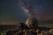 سرگین غلتان؛ سوسکی که مدفوع می‌خورد و یک ستاره‌شناس حرفه‌ای‌ست!