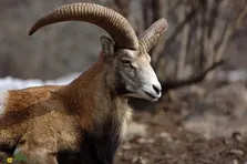 قوچ ارمنی؛ گوسفند وحشی ایرانی و مقاومترین پستاندار کوهستان که طلای زنده طبیعت است