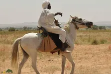 اسب تاولید؛ اسب سودانی مشهور به «بوگاتی صحرا» که روی زمین‌ خاکی مسابقه پرواز می‌کند!