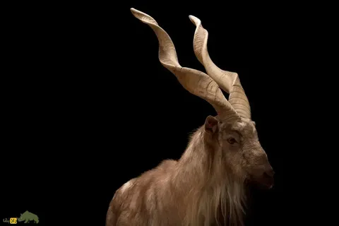 مارخور آستور؛ بز کوهی غول‌پیکر که استفراغش هم‌قیمت طلاست و شکارچیان برای شکارش تا چند میلیارد هزینه می‌کنند!