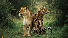 فیلمی هولناک از نبرد شیر ماده گرسنه با یک پلنگ افسانه‌ای که تاکنون هیچ شکاری را از دست نداده است جز این یک بار!