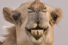 (ویدئو) وقتی یک شتر برای اولین بار لیمو ترش می‌خورد!