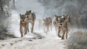 سیستم شکار گروهی در شیر‌ها چگونه عمل می‌کند؟ چرا در بین گربه‌سانان فقط شیر‌ها گروهی شکار می‌کنند؟