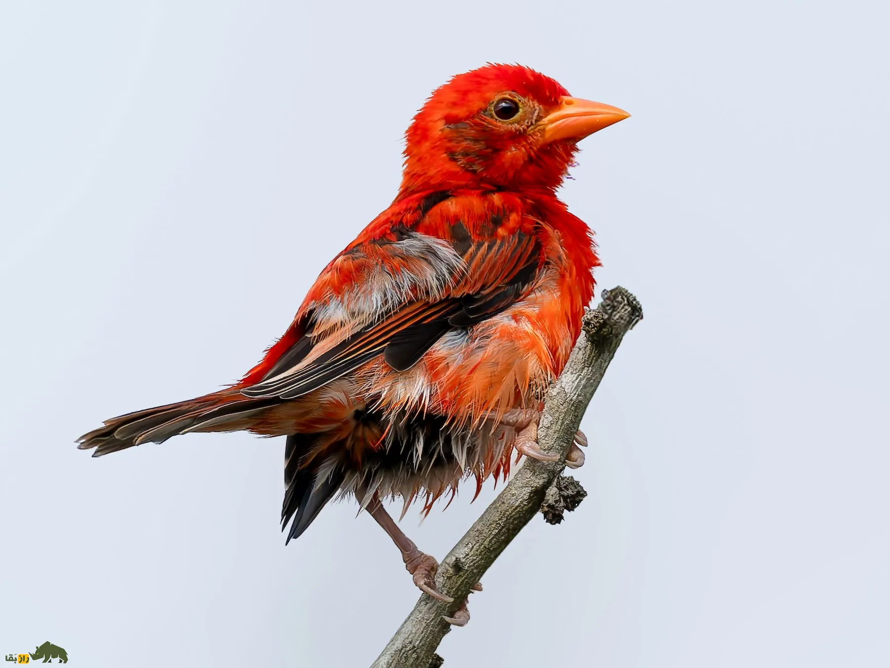 پرنده بافندهٔ سرخ (Red Weaver)