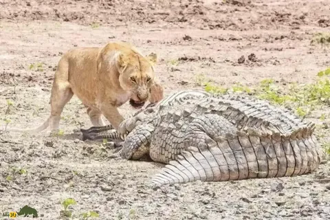 فیلمی دیدنی از نبرد مرگبار شیر و کروکودیل بر سر لاشهٔ گورخر؛ آرواره کدام حیوان قوی‌تر است؟