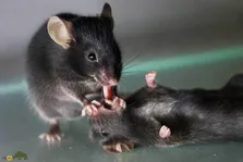 کشف ژن Agouti؛ ژنی مخفی که باعث می‌شود موش‌های نر از پدری مهربان به هیولایی تبدیل شوند که بچه‌های خود را می‌خورند