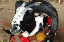 گوسفند پریانگان؛ گوسفند قاتل اندونزیایی که برای مبارزه و جنگ پرورش داده شد!