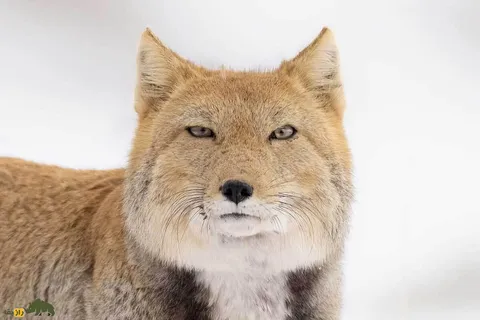 روباه تبتی؛ روباهی مرموز با صورت مکعبی در تبت که یکی از قوی‌ترین روباه‌های جهان و استاد شکار در ارتفاعات سرد است