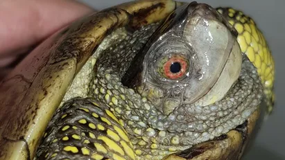 از اسارت تا آزادی؛ داستان ۲۷ لاک‌پشت برکه‌ای اروپایی که دوباره راه خانه را پیدا کردند