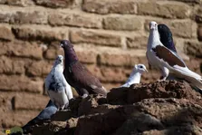 «باخت کردن کبوتر» یعنی چه و چرا کبوتر باخت می‌دهد؟