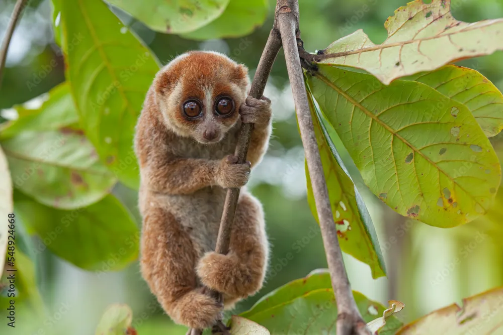 Nycticebus bancanus