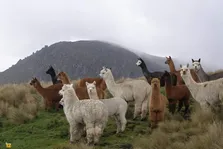 آلپاکا؛ شتری شبیه گوسفند که پشم لوکس دارد و هنگام دعوا «تُف» می‌کند!