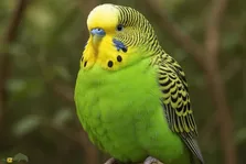 مرغ عشق قاره‌ای؛ محبوب‌ترین مرغ عشق دنیا با جثه‌ای بزرگ که تا ۵۰۰ میلیون تومان ارزش دارد