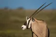 تیزشاخ کالاهاری؛ حیوانی متخصص بقا در بیابان که ماه‌ها بدون آب زنده می‌ماند و در سرش یک کولر طبیعی وجود دارد