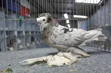 کبوتر شیپورچی «بخارا»؛ کمیاب‌ترین کبوتر جهان که شبیه «سگ گله» است!
