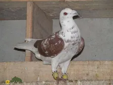 کبوتر کِسپیر بغداد؛ کبوتر معروف خاورمیانه که غبغب دارد و از ترکیه به عراق و سوریه آمد و بسیار محبوب شد