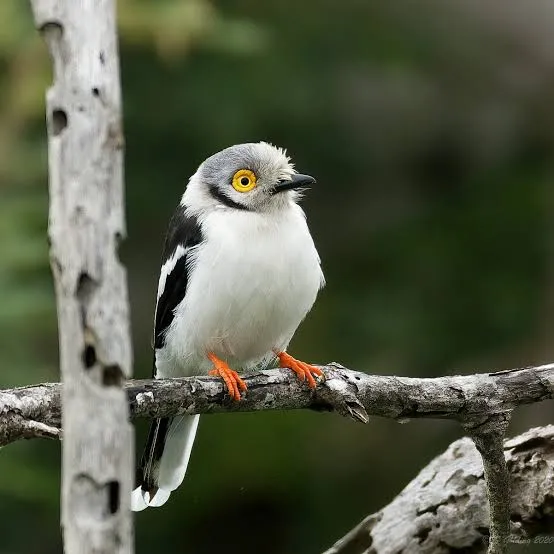 White-crested Helmetshrike